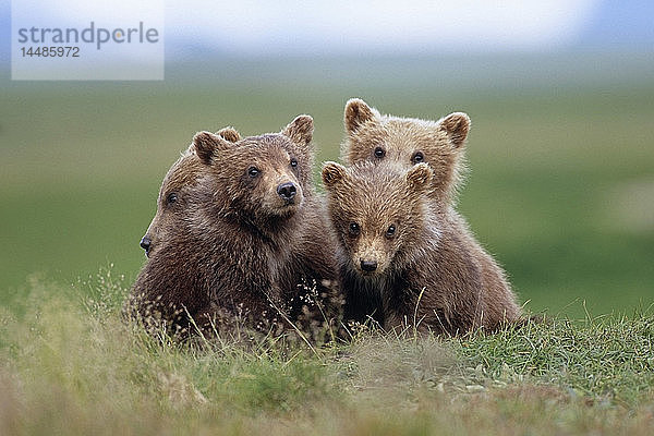 4 junge Braunbärenbabys  zusammengekauert auf der Tundra Katmai National Park Südwest Alaska Sommer