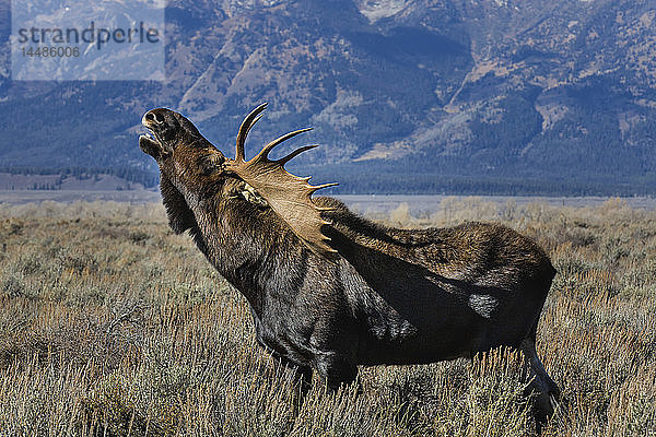 Ausgewachsener Elchbulle bei der Stimmgebung  Grand Teton National Park  Wyoming  USA