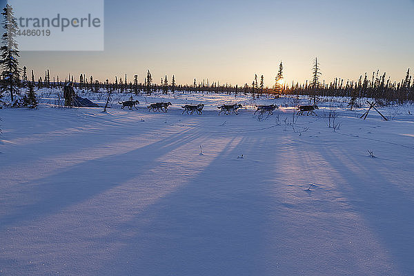 Lev Shvarts läuft bei Sonnenuntergang ein paar Kilometer vor dem Kontrollpunkt Huslia während des Iditarod 2015