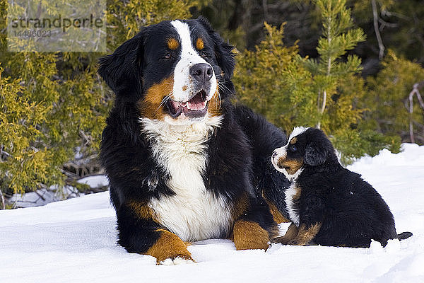 Erwachsene und Welpe Berner Sennenhund Portrait im Winter