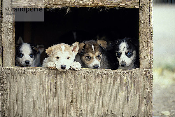 Susan Butcher Welpen im Hundehaus Alaska