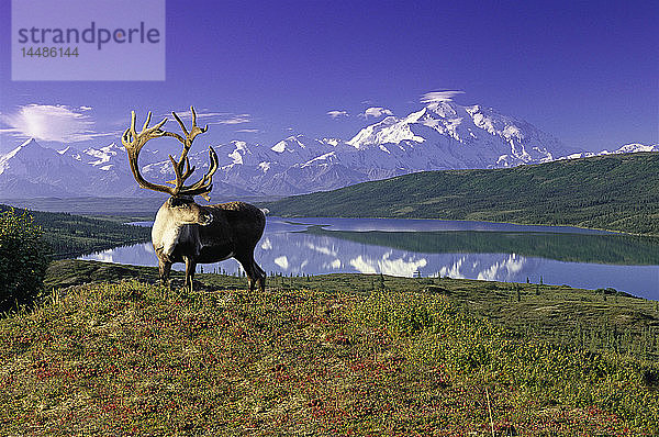 Karibu mit Blick auf den Wonder Lake vor Denali Composite