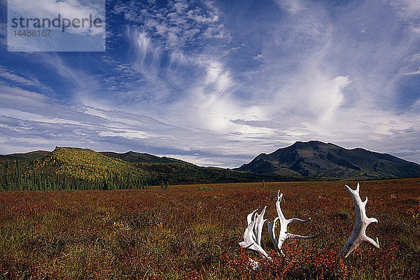 Karibu-Schädel und Geweih in der arktischen Tundra Kobuk Valley National Park Alaska Herbst