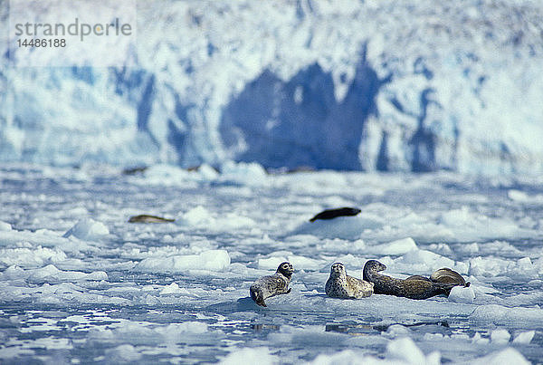 Hafenrobben auf dem Eis Hubbard-Gletscher Südost-AK Sommerlandschaft