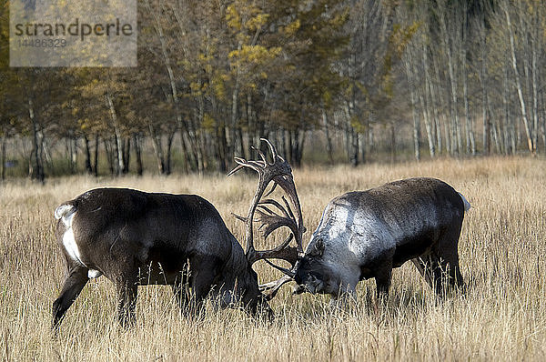 Zwei Waldkaribu-Bullen fordern sich während der Brunftzeit im Yukon-Territorium  Kanada  gegenseitig heraus.