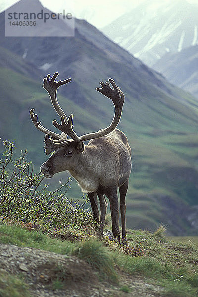 Karibu Bulle in Samt auf Mtn Ridge Denali NP IN AK Sommer