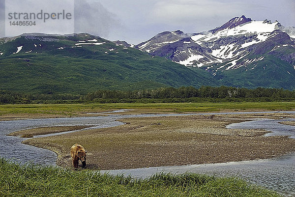 Braunbär beim Spaziergang entlang eines Flusses in der Kukak Bay  Katmai National Park  Südwest-Alaska  Sommer