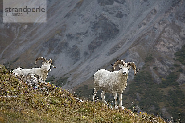 Zwei Dall-Schafe auf einem Bergrücken mit Berghintergrund  Mount Margaret  Denali National Park  Alaska
