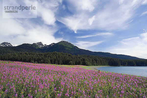 Paar wandert zwischen Fireweed Admiralty Is Tongass National Forest Südost Alaska Sommer