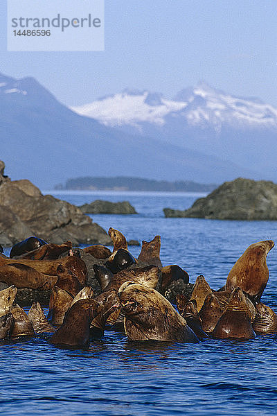 Stellersche Seelöwen ruhen sich an einem Rastplatz im Frederick Sound aus. In der Ferne sind die Coast Mountains zu sehen. Sommer im Südosten Alaskas.