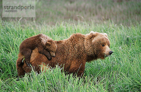 Grizzlyjunge reiten auf ihrer Mutter  während sie durch das Gras in der Nähe des McNeil River läuft. Sommer im Südwesten Alaskas.