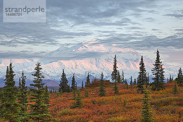 Spätabendaufnahme der Nordwand des Mt. McKinley (Denali) und der herbstlich gefärbten Tundra vom Wonder Lake Campground aus gesehen  mit Alpenglühen auf dem oberen Berg  Denali National Park  Interior Alaska. Herbst. HDR