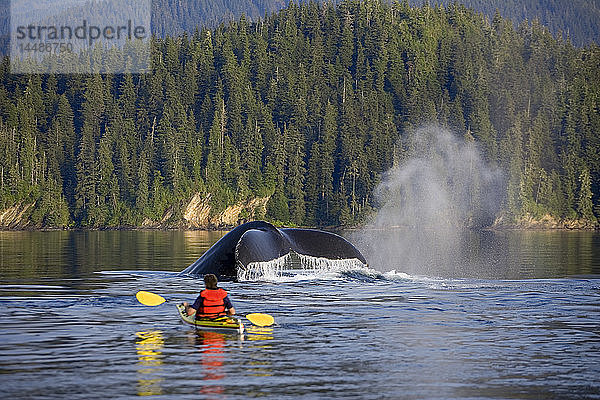 Mann beim Seekajakfahren in der Nähe von schwimmenden Buckelwalen Inside Passage Südost-Alaska Sommer Komposit