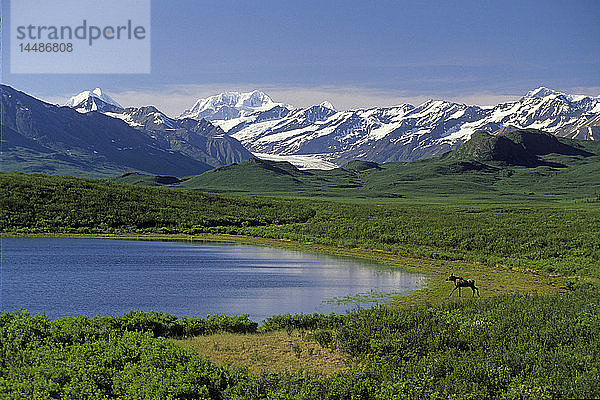 Elch im Wasser stehend @ Denali NP INT AK Sommer Scenic