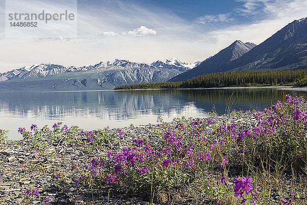 Blick auf das Zwergglanzkraut am Ufer des Kluane Lake  Yukon Territory  Kanada  Sommer.