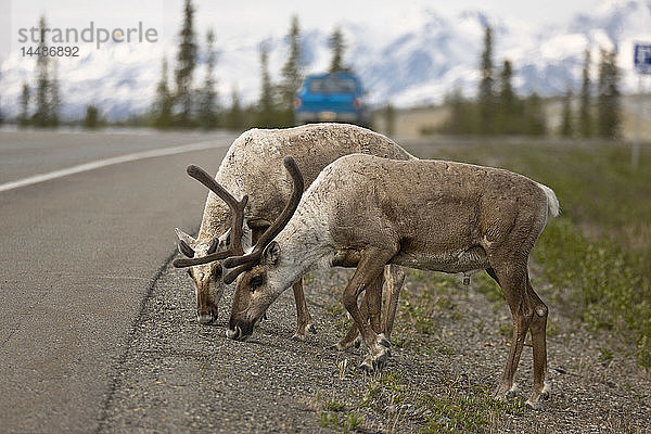 Karibus grasen am Rande des Parks Highway  im Inneren Alaskas