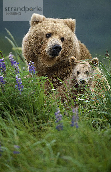 Sau Grizzly & Welpen im Gras Hallo Bay Katmai NP Alaska
