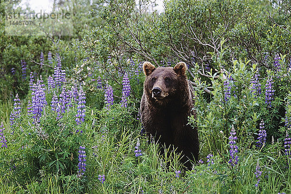 KAPITEL: Braunbär beim Spaziergang zwischen Lupinen-Wildblumen im Alaska Wildlife Conservation Center im Sommer in Süd-Zentral-Alaska KAPITEL