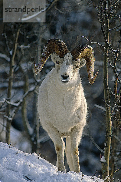 Dallschaf-Widder Winterporträt