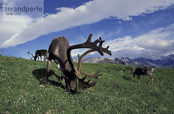 Karibu-Bullen auf der Tundra Denali NP Alaska Sommer