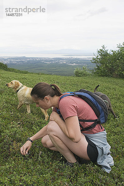 Wanderer mit ihren Hunden pflücken Blaubeeren  Wolverine Peak Trail  Prospect Heights Trailhead area  Chugach Mountains  Spätsommer  Southcentral  Alaska