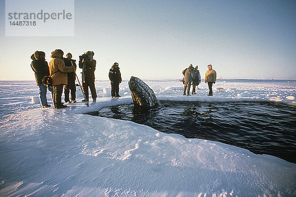 Lokale Alaskaner & Nachrichten Die Besatzung betrachtet die vom Meereis eingeschlossenen Wale durch ein Atemloch in der Nähe von Point Barrow während der Rettung der kalifornischen Grauwale 1988  Arktisches Alaska  Winter/n