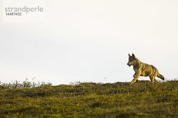 Grauer Wolf auf der Flucht in der Nähe von Stony Hill im Denali-Nationalpark  Inneres Alaska  Sommer/n