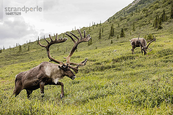 Karibus (Rangifer tarandus) auf Nahrungssuche am Savage River im Denali-Nationalpark im Inneren Alaskas  Sommer.