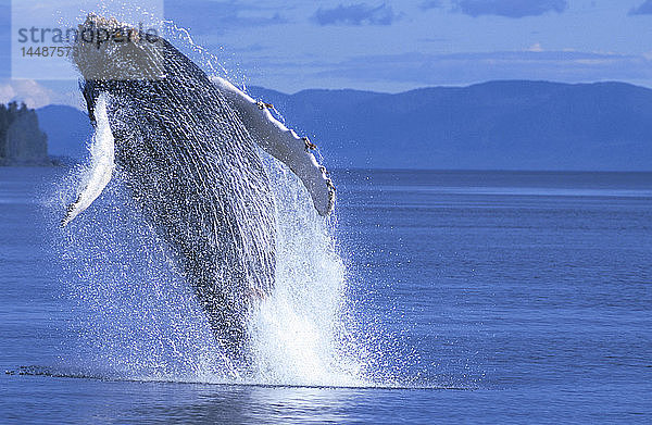 Buckelwal beim Brechen Frederick Sound SE AK