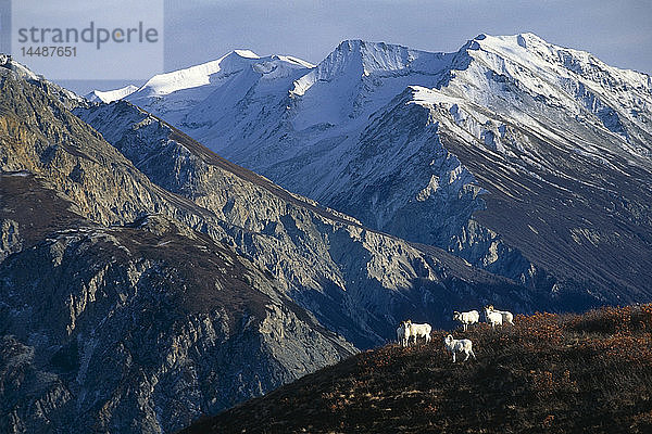 Gruppe von Dall-Schafen auf einem Bergrücken Wrangell St Elias Mts SC AK