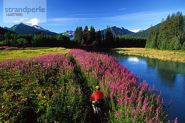 Mann Mountain Biking durch Feld von Fireweed SE Alaska landschaftlich