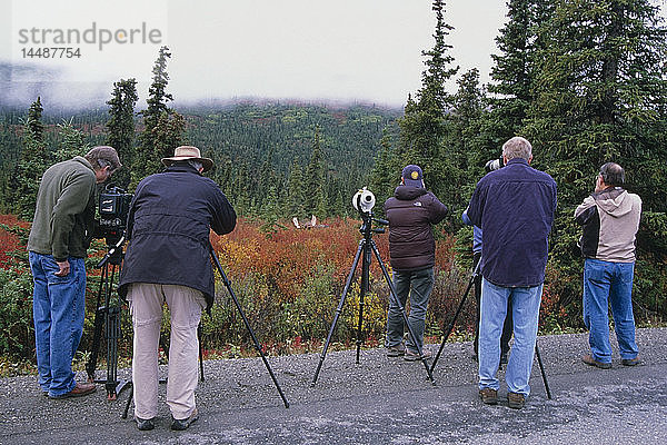 Besucher des Denali-Nationalparks halten an  um einen Elchbullen zu fotografieren  der im Sommer im Inneren Alaskas am Straßenrand steht.