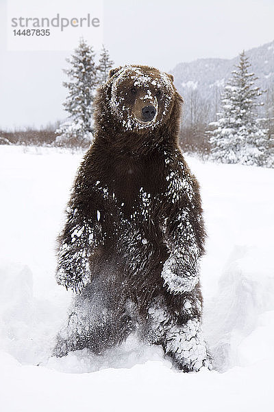 CAPTIVE: Grizzly steht auf den Hinterfüßen während des Winters im Alaska Wildlife Conservation Center  Süd-Zentral-Alaska