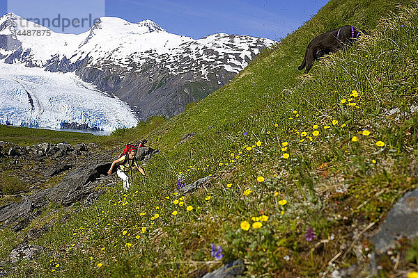 Junges Mädchen und Hund wandern den steilen  mit Wildblumen bewachsenen Berghang hinauf Portage Pass Trail Chugach NF Alaska