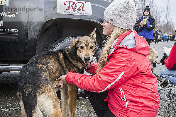 Freiwilliger Tierarzt bei der Untersuchung eines Hundes von Scott Janssen während des Iditarod-Veterinärchecks vor dem Rennen 2015  Wasilla  Southcentral Alaska