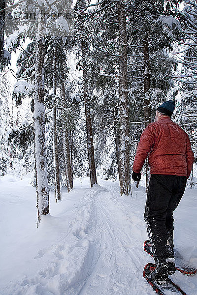 Mann beim Schneeschuhwandern auf dem Winner Creek Trail inmitten eines Hemlock-Waldes in Girdwood  Southcentral Alaska im Winter