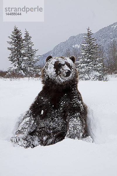 CAPTIVE: Grizzly steht auf den Hinterfüßen während des Winters im Alaska Wildlife Conservation Center  Süd-Zentral-Alaska