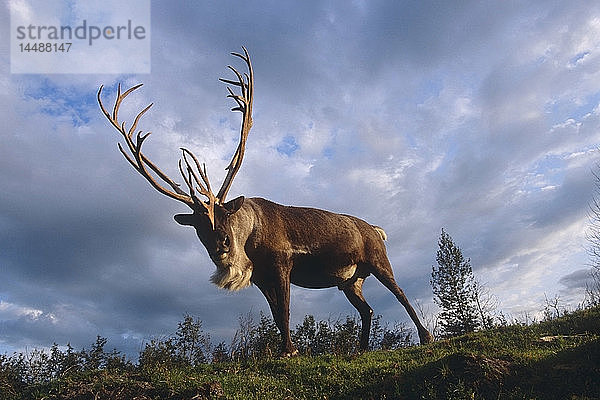 Tiefblick auf einen Karibu-Bullen @ Big Game Alaska Captive Southcentral Summer