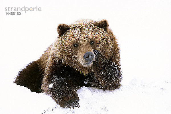 Grizzly  der seinen Kopf auf eine Pfote stützt  während er im Alaska Wildlife Conservation Center in Alaska im Frühling im Schnee liegt