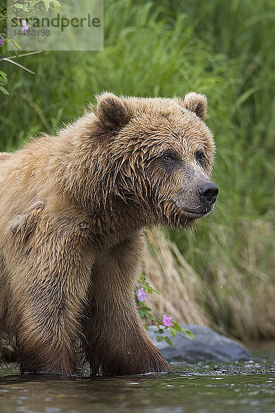Ansicht eines Braunbären  der in der Nähe des Ufers des Russian River steht  Kenai-Halbinsel  Süd-Zentral-Alaska  Chugach National Forest  Kenai National Wildlife Refuge  Sommer
