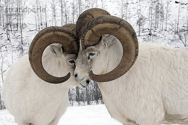 Nahaufnahme eines männlichen Dall-Schafs  das dominantes Verhalten zeigt  Yukon Territory  Kanada im Winter