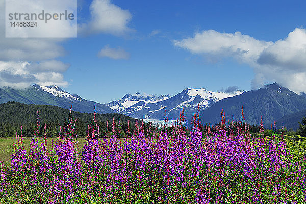 Blühendes Feuerkraut in den Mendenhall Wetlands mit den Coast Mountains im Hintergrund  Südost-Alaska