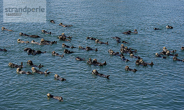 Eine große Gruppe von Seeottern versammelt sich im Prince William Sound in Süd-Zentral-Alaska