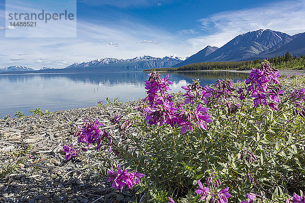 Blick auf das Zwergglanzkraut am Ufer des Kluane Lake  Yukon Territory  Kanada  Sommer.