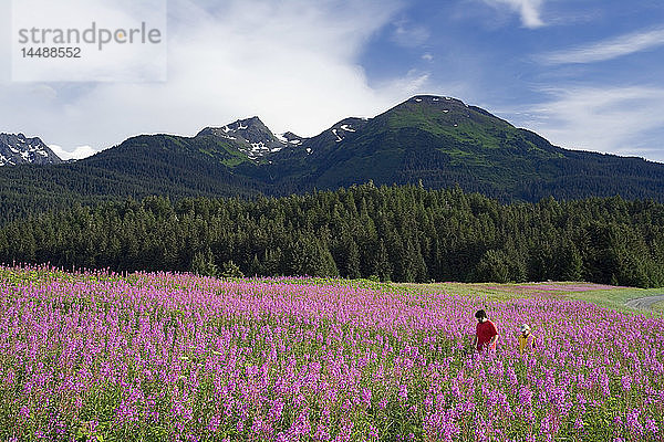 Paar wandert zwischen Fireweed Admiralty Is Tongass National Forest Südost Alaska Sommer