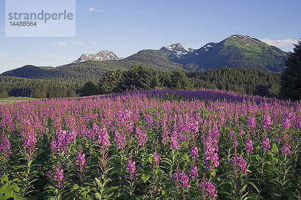 Paar wandert zwischen Fireweed Admiralty Is Tongass National Forest Südost Alaska Sommer