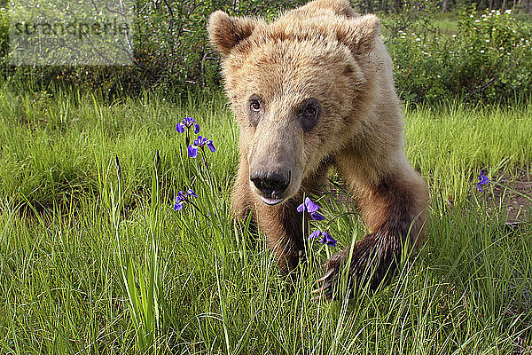 Junger Grizzly  der in einer Wildblumenwiese spazieren geht Southcentral Alaska Sommer