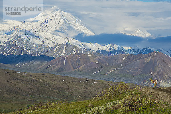 Blick auf den Mt. McKinley mit einem Karibu am Straßenrand im Vordergrund  Denali National Park  Alaska  Frühling