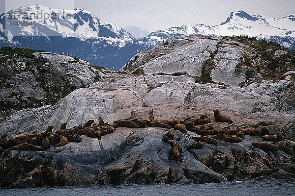 Seelöwen auf South Marble Island im Glacier Bay National Park im Sommer im Südosten Alaskas