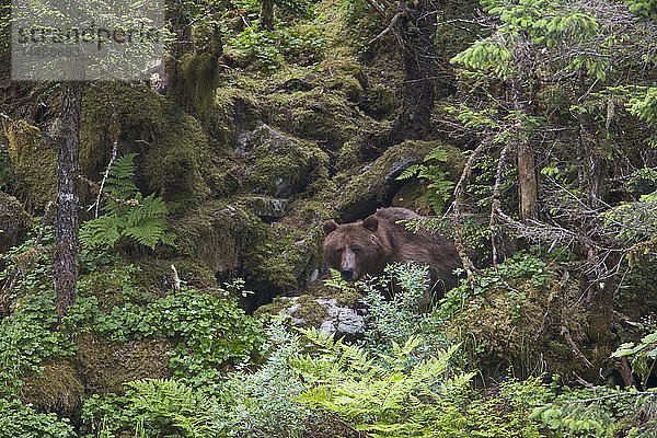 Blick auf einen Braunbären  der teilweise versteckt in einem üppigen grünen Regenwald steht  Prince William Sound  Chugach Mountains  Chugach National Forest  Southcentral Alaska  Sommer